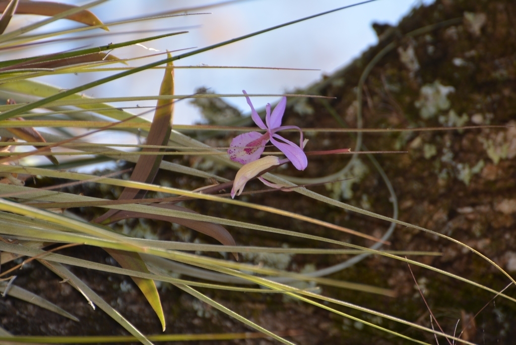 Barkeria spectabilis
