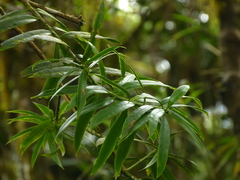 Podocarpus oleifolius