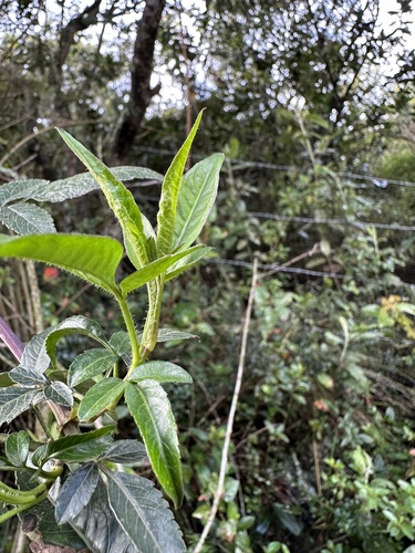 Bidens rubifolia, photograph 4