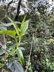 Bidens rubifolia, photograph (c) Nicolás Baresch Uribe, some rights reserved (CC BY)