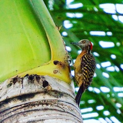 Melanerpes striatus
