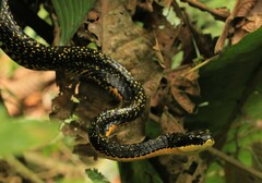 Shropshire's Puffing Snake photo 1