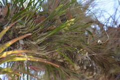 Prosthechea ochracea