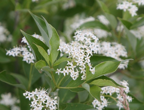 Gray dogwood (Cornus racemosa)
