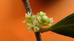 Chaetocarpus myrsinites