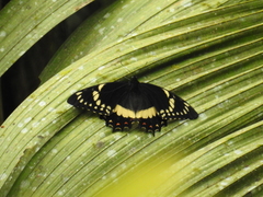 Papilio menatius coroebus