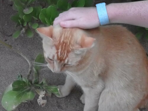 Felis catus observed 2023-07-30