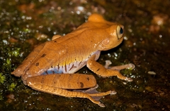 Bokermannohyla hylax