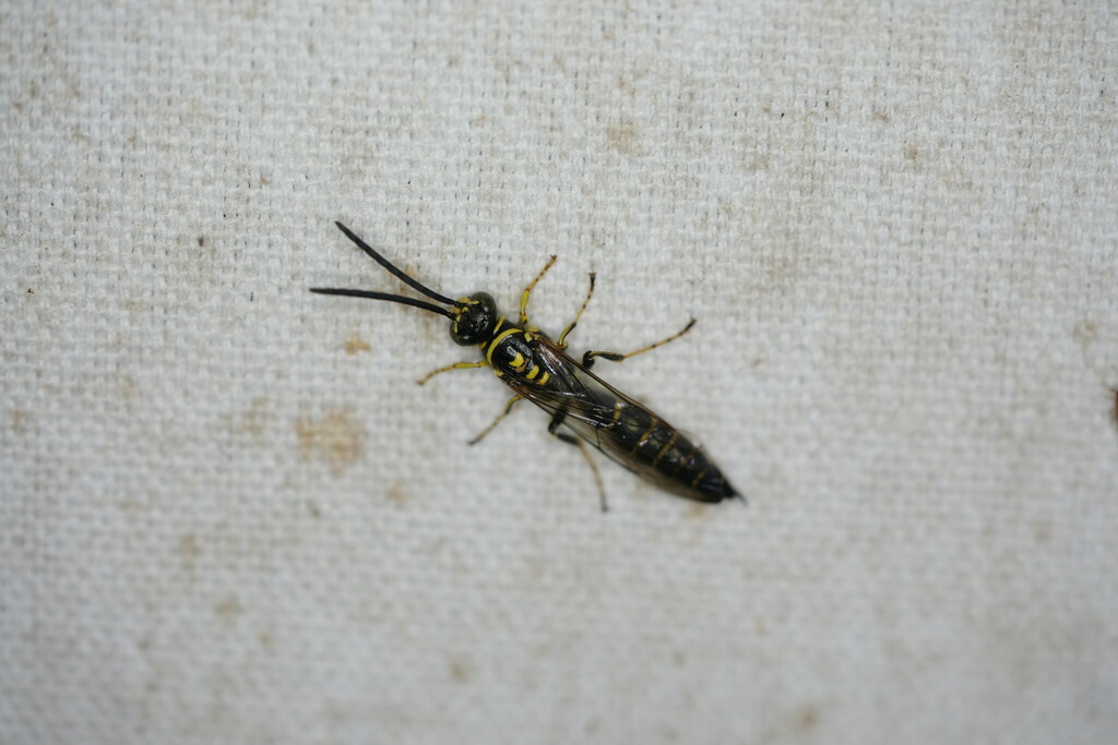 Exenterini from Vernon Parish, LA, USA on June 9, 2024 at 05:07 AM by ...