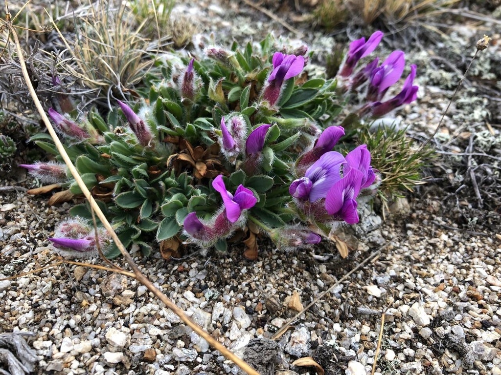 Oxytropis triphylla