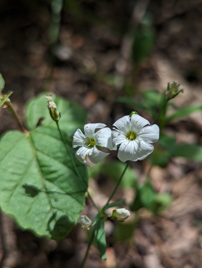 Gypsophila elegans, Southside, Brooklyn, NY, USA