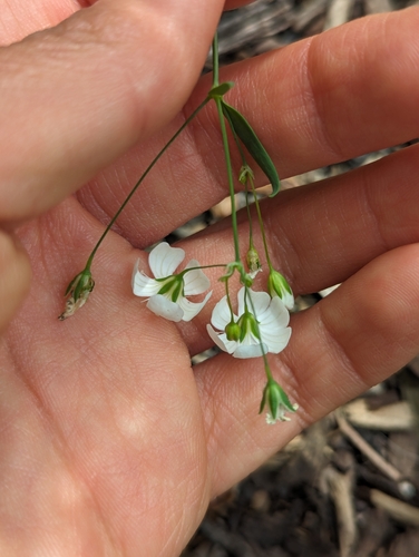 Gypsophila elegans