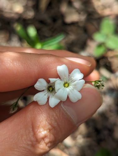 Gypsophila elegans