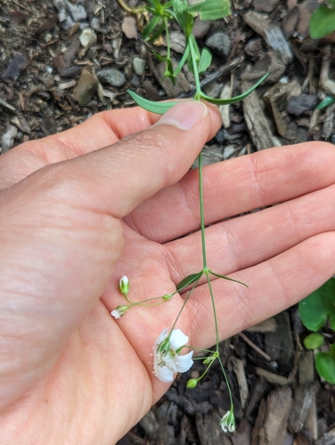 Gypsophila elegans
