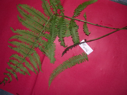 Thelypteris margaretae
