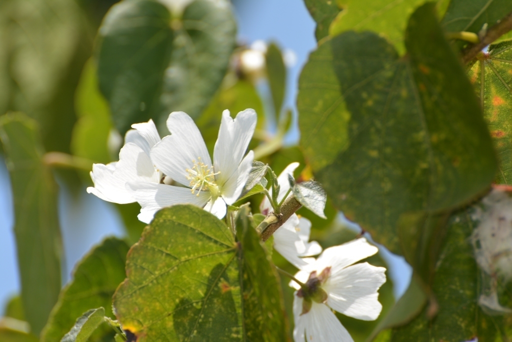Robinsonella glabrifolia
