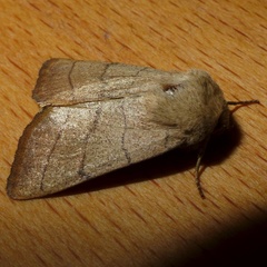 Charanyca trigrammica