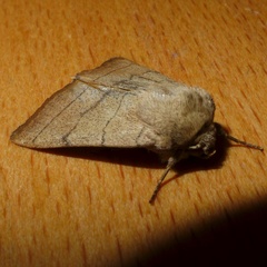 Charanyca trigrammica