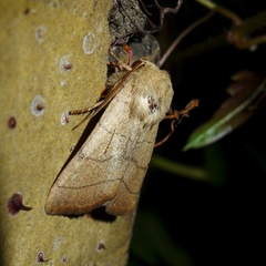 Charanyca trigrammica