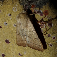 Charanyca trigrammica