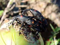 Cactophagus spinolae