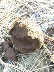 Calbovista subsculpta