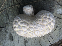 Calbovista subsculpta