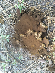 Calbovista subsculpta