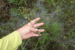 Juncus polycephalus