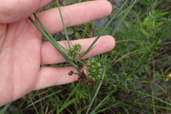 Juncus polycephalus