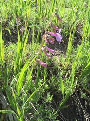 Penstemon secundiflorus