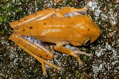 Bokermannohyla hylax