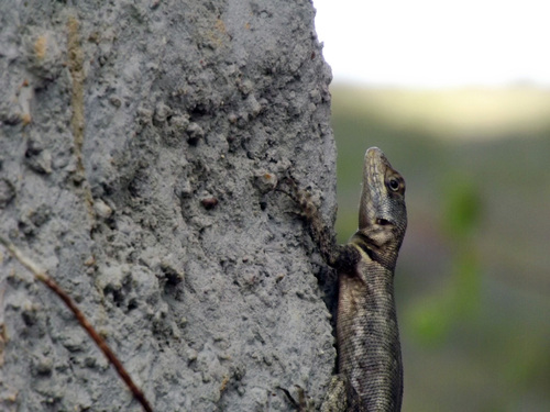 Peters' Lava Lizard, photo 10 of 10