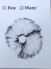 Psathyrella kauffmanii