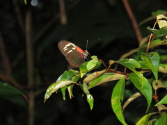 Heliconius erato