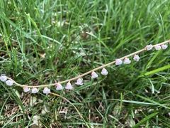 Ozomelis stauropetala