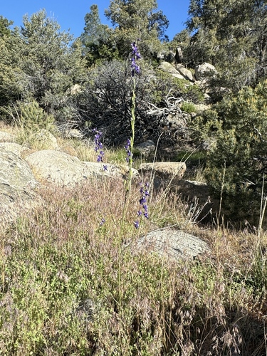 Delphinium hansenii ssp. kernense