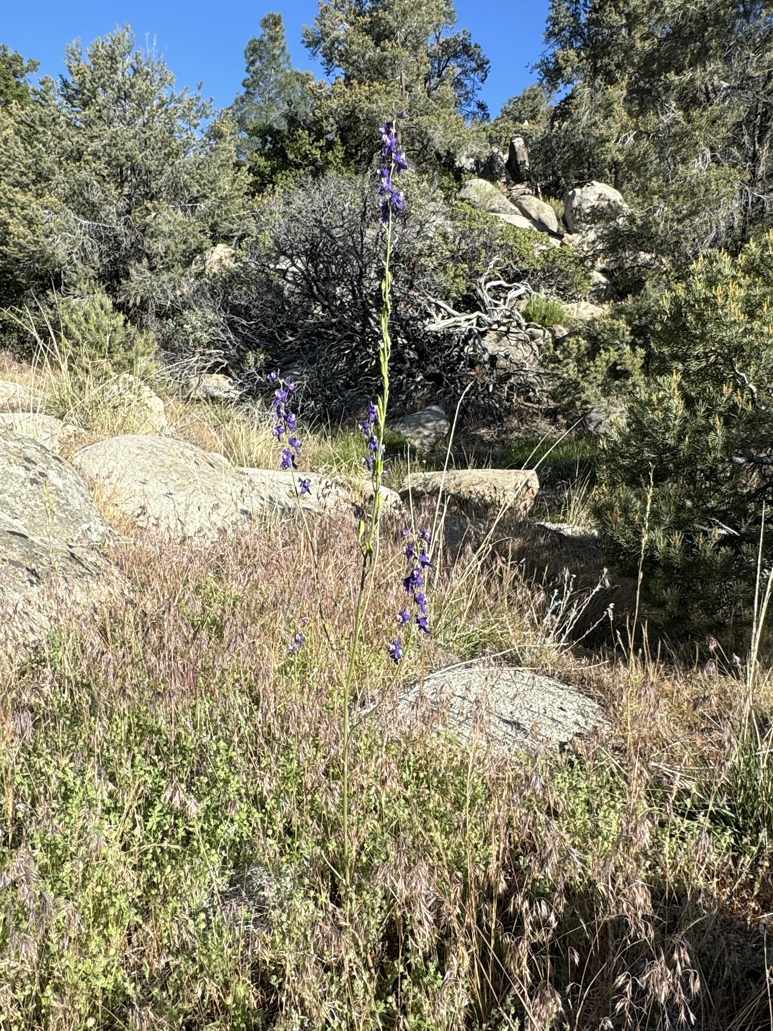 Delphinium hansenii ssp. kernense