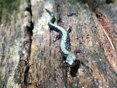 Plethodon hubrichti