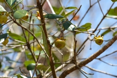 Ternstroemia oocarpa