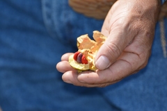 Ternstroemia oocarpa