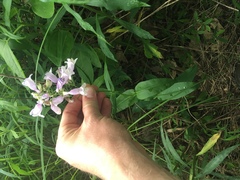 Penstemon calycosus