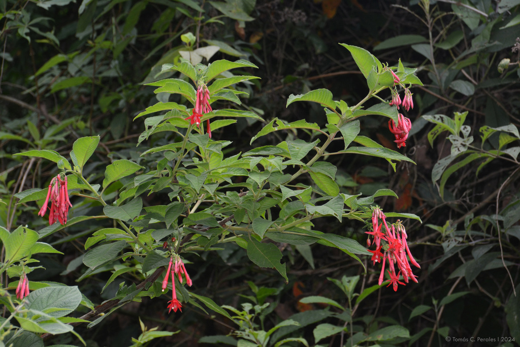 Fuchsia boliviana, Ledesma, Jujuy, Argentina