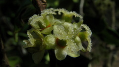 Chaetocarpus myrsinites