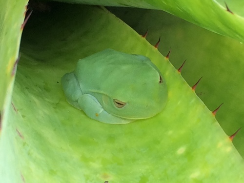 White-edged Treefrog, Boana albomarginata