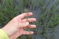 Rhynchospora glomerata