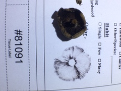 Psathyrella kauffmanii