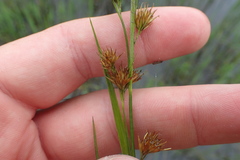 Rhynchospora glomerata