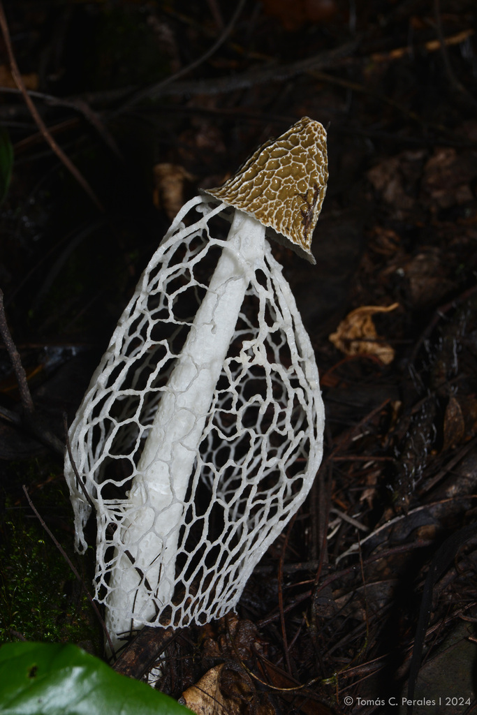 Phallus indusiatus · January 2024 · photo: © tomascarper (iNaturalist, cc-by)