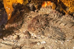 Aploactisoma milesii